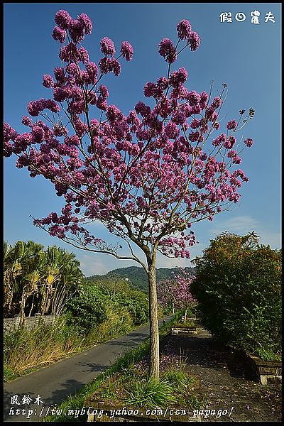 【農夫愛賞花】石馬公園河津櫻＆貓羅溪堤防風鈴木 @假日農夫愛趴趴照