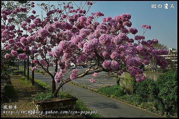 【農夫愛賞花】石馬公園河津櫻＆貓羅溪堤防風鈴木 @假日農夫愛趴趴照