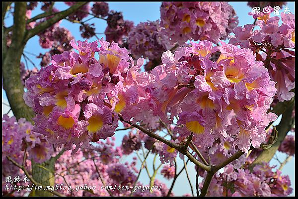 【農夫愛賞花】石馬公園河津櫻＆貓羅溪堤防風鈴木 @假日農夫愛趴趴照