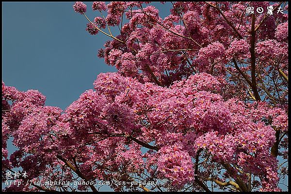 【農夫愛賞花】石馬公園河津櫻＆貓羅溪堤防風鈴木 @假日農夫愛趴趴照