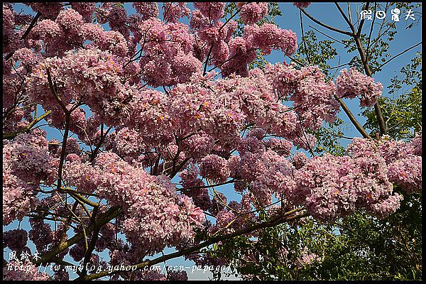 【農夫愛賞花】石馬公園河津櫻＆貓羅溪堤防風鈴木 @假日農夫愛趴趴照