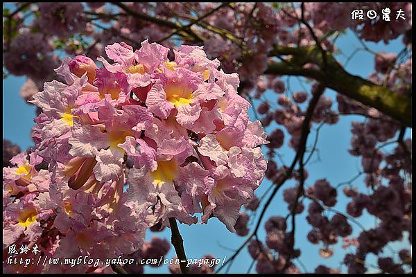 【農夫愛賞花】石馬公園河津櫻＆貓羅溪堤防風鈴木 @假日農夫愛趴趴照