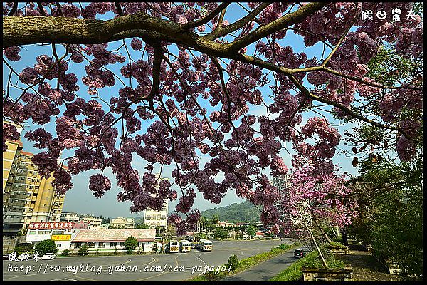 【農夫愛賞花】石馬公園河津櫻＆貓羅溪堤防風鈴木 @假日農夫愛趴趴照