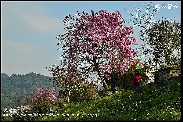 【農夫愛賞花】石馬公園河津櫻＆貓羅溪堤防風鈴木 @假日農夫愛趴趴照