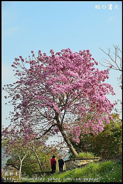 【農夫愛賞花】石馬公園河津櫻＆貓羅溪堤防風鈴木 @假日農夫愛趴趴照