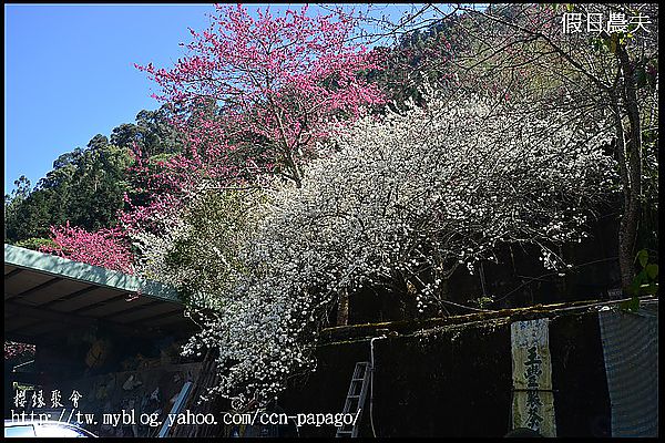 【農夫愛賞花】櫻緣聚會‧草坪頭玉山茶園/櫻花/李花/桃花/臘梅 @假日農夫愛趴趴照