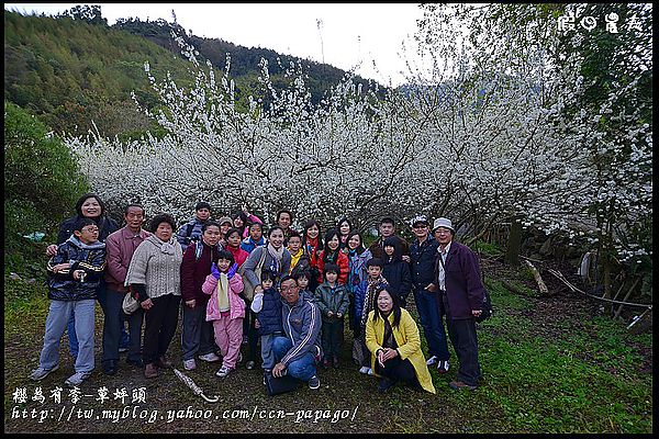 【農夫愛賞花】櫻緣聚會‧草坪頭玉山茶園/櫻花/李花/桃花/臘梅 @假日農夫愛趴趴照