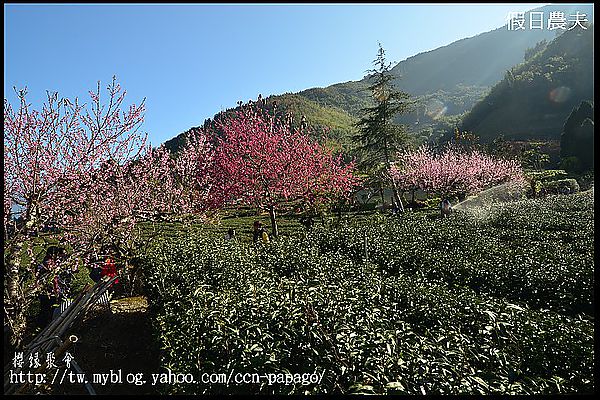 【農夫愛賞花】櫻緣聚會‧草坪頭玉山茶園/櫻花/李花/桃花/臘梅 @假日農夫愛趴趴照