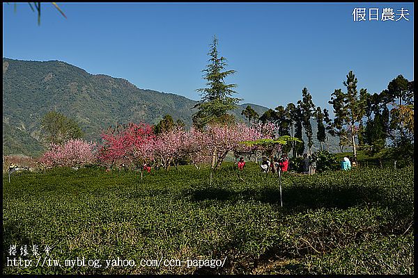 【農夫愛賞花】櫻緣聚會‧草坪頭玉山茶園/櫻花/李花/桃花/臘梅 @假日農夫愛趴趴照