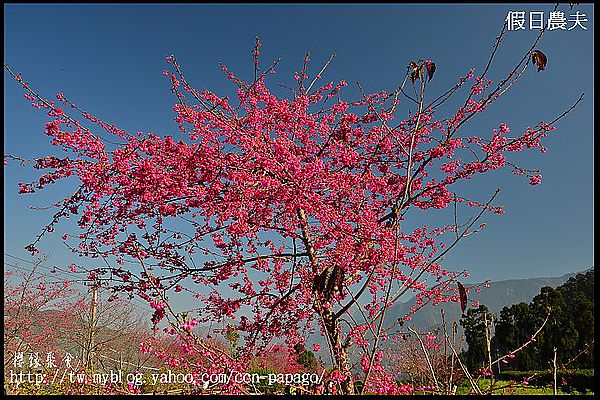 【農夫愛賞花】櫻緣聚會‧草坪頭玉山茶園/櫻花/李花/桃花/臘梅 @假日農夫愛趴趴照