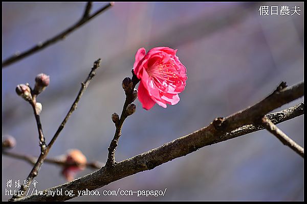 【農夫愛賞花】櫻緣聚會‧草坪頭玉山茶園/櫻花/李花/桃花/臘梅 @假日農夫愛趴趴照