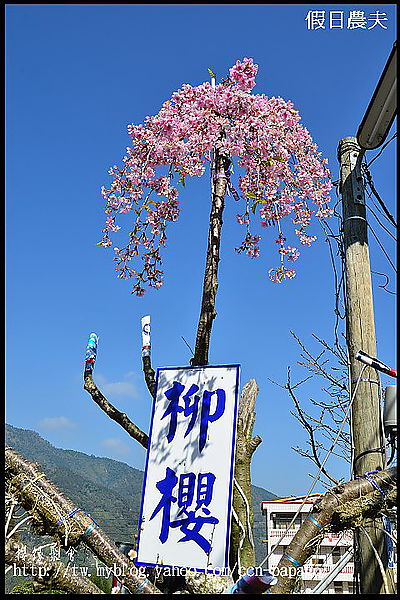 【農夫愛賞花】櫻緣聚會‧草坪頭玉山茶園/櫻花/李花/桃花/臘梅 @假日農夫愛趴趴照