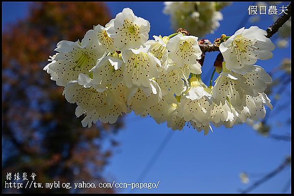 【農夫愛賞花】櫻緣聚會‧草坪頭玉山茶園/櫻花/李花/桃花/臘梅 @假日農夫愛趴趴照