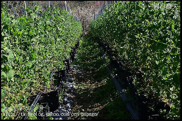 【農夫愛賞花】櫻緣聚會‧草坪頭玉山茶園/櫻花/李花/桃花/臘梅 @假日農夫愛趴趴照