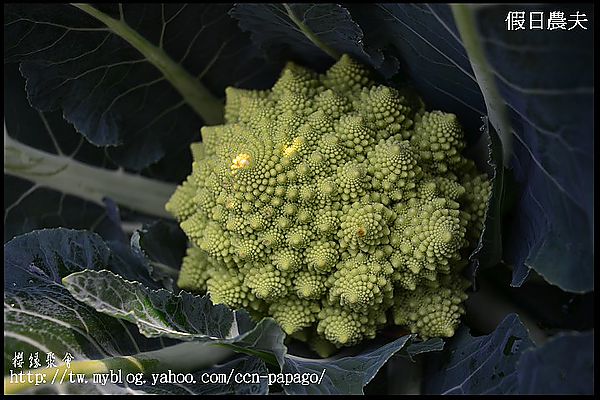 【農夫愛賞花】櫻緣聚會‧草坪頭玉山茶園/櫻花/李花/桃花/臘梅 @假日農夫愛趴趴照