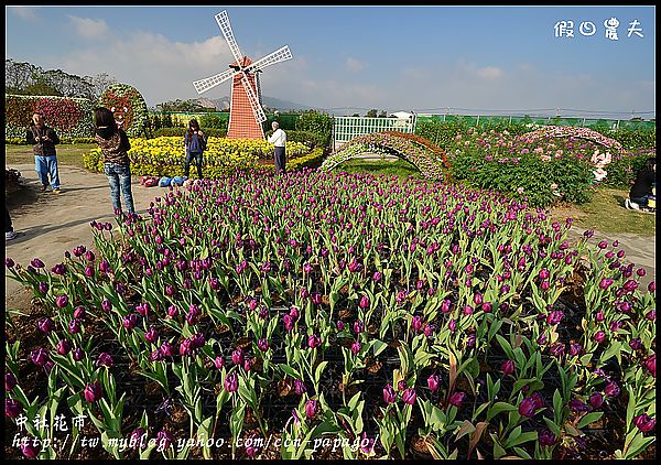 【農夫愛賞花】中社花市‧賞鬱金香不用去荷蘭 @假日農夫愛趴趴照