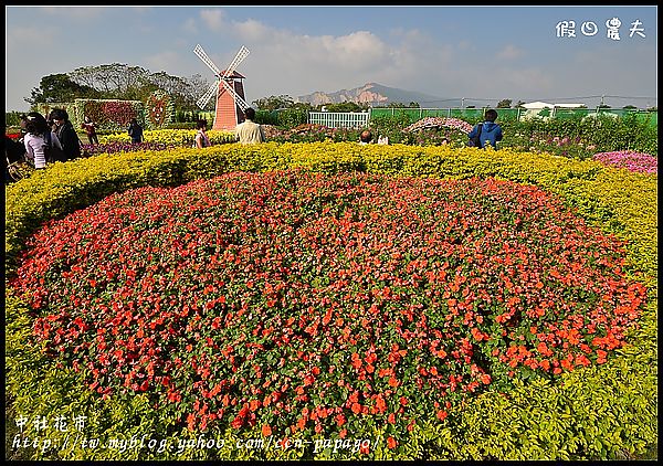 【農夫愛賞花】中社花市‧賞鬱金香不用去荷蘭 @假日農夫愛趴趴照