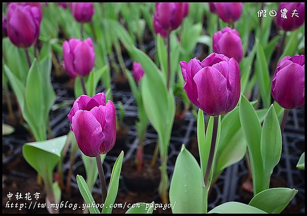 【農夫愛賞花】中社花市‧賞鬱金香不用去荷蘭 @假日農夫愛趴趴照