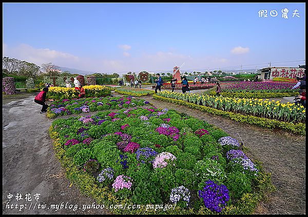 【農夫愛賞花】中社花市‧賞鬱金香不用去荷蘭 @假日農夫愛趴趴照