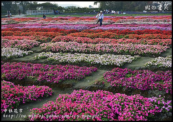 【農夫愛賞花】中社花市‧賞鬱金香不用去荷蘭 @假日農夫愛趴趴照