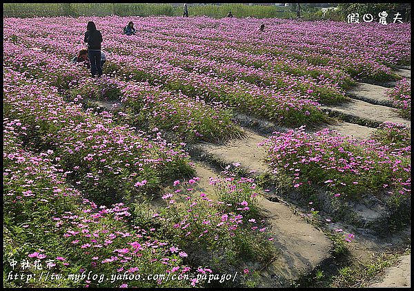 【農夫愛賞花】中社花市‧賞鬱金香不用去荷蘭 @假日農夫愛趴趴照