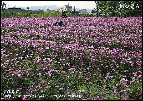 【農夫愛賞花】中社花市‧賞鬱金香不用去荷蘭 @假日農夫愛趴趴照