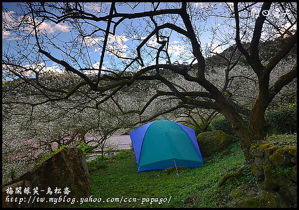 【農夫愛賞花】梅開眼笑‧烏松崙石家梅園 @假日農夫愛趴趴照