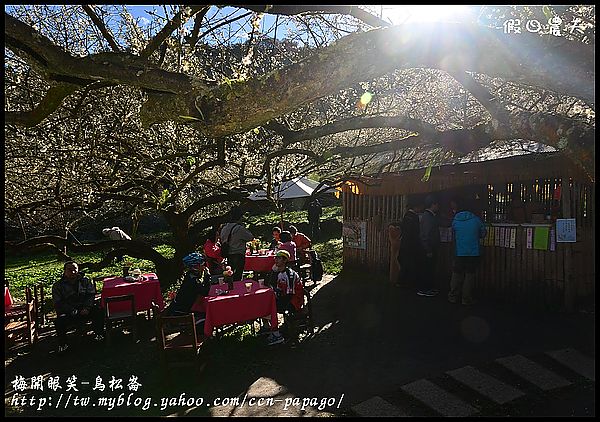 【農夫愛賞花】梅開眼笑‧烏松崙石家梅園 @假日農夫愛趴趴照