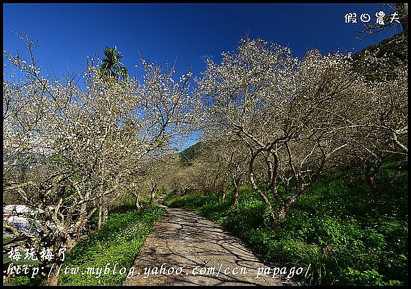 【農夫愛賞花】賞梅秘境‧仁愛鄉中原部落互助國小旁梅園+高快速公路8景第一名‧橋聳雲天 @假日農夫愛趴趴照