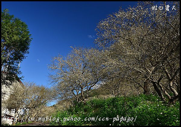 【農夫愛賞花】賞梅秘境‧仁愛鄉中原部落互助國小旁梅園+高快速公路8景第一名‧橋聳雲天 @假日農夫愛趴趴照