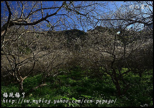 【農夫愛賞花】賞梅秘境‧仁愛鄉中原部落互助國小旁梅園+高快速公路8景第一名‧橋聳雲天 @假日農夫愛趴趴照