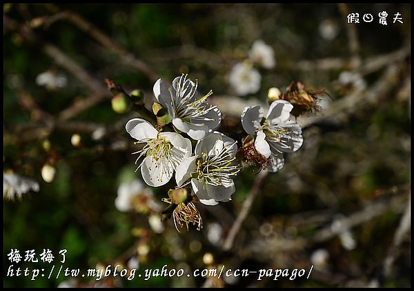 【農夫愛賞花】賞梅秘境‧仁愛鄉中原部落互助國小旁梅園+高快速公路8景第一名‧橋聳雲天 @假日農夫愛趴趴照