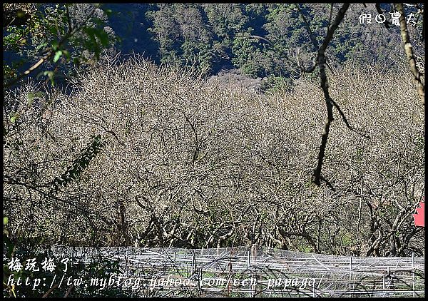 【農夫愛賞花】賞梅秘境‧仁愛鄉中原部落互助國小旁梅園+高快速公路8景第一名‧橋聳雲天 @假日農夫愛趴趴照