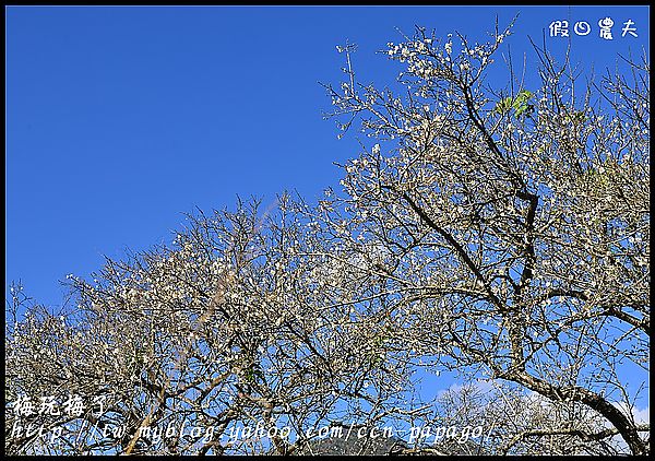 【農夫愛賞花】賞梅秘境‧仁愛鄉中原部落互助國小旁梅園+高快速公路8景第一名‧橋聳雲天 @假日農夫愛趴趴照