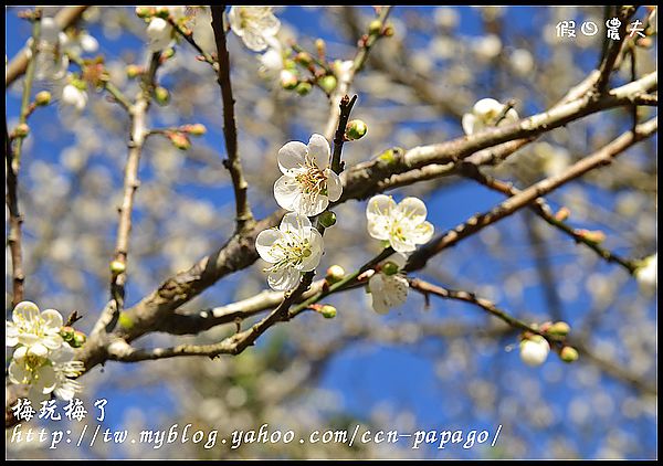 【農夫愛賞花】賞梅秘境‧仁愛鄉中原部落互助國小旁梅園+高快速公路8景第一名‧橋聳雲天 @假日農夫愛趴趴照