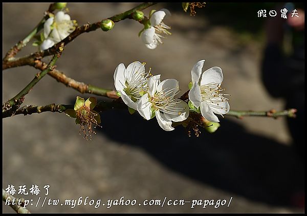 【農夫愛賞花】賞梅秘境‧仁愛鄉中原部落互助國小旁梅園+高快速公路8景第一名‧橋聳雲天 @假日農夫愛趴趴照