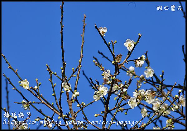 【農夫愛賞花】賞梅秘境‧仁愛鄉中原部落互助國小旁梅園+高快速公路8景第一名‧橋聳雲天 @假日農夫愛趴趴照