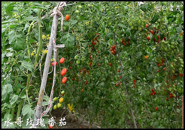 【雲林口湖漫遊】水哥教育農場‧好蝦冏男社 @假日農夫愛趴趴照