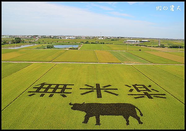 【台灣之美】外星人的傑作？莿桐、苑裡、後壁都有彩繪稻田 @假日農夫愛趴趴照