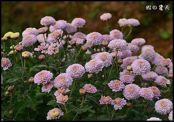 【苗栗旅遊】菊祥如芋‧銅鑼杭菊搶先看 @假日農夫愛趴趴照