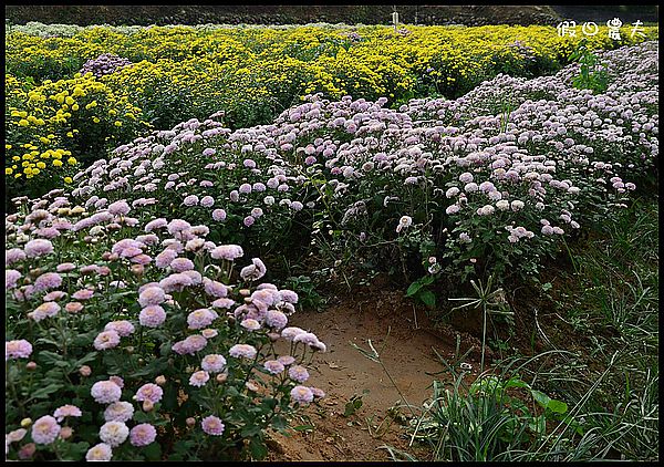 【苗栗旅遊】菊祥如芋‧銅鑼杭菊搶先看 @假日農夫愛趴趴照