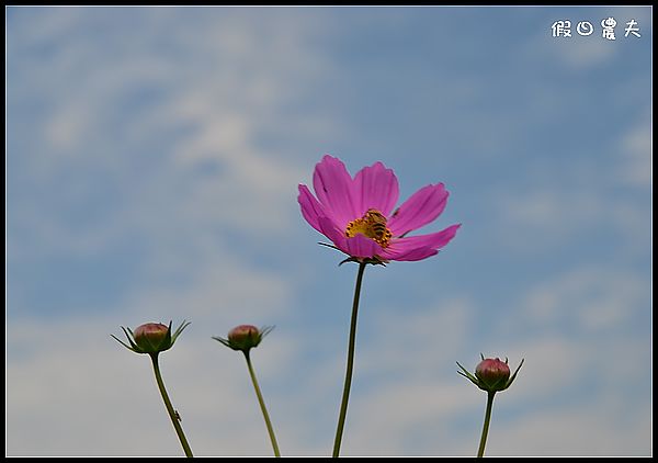 【苗栗旅遊】菊祥如芋‧銅鑼杭菊搶先看 @假日農夫愛趴趴照