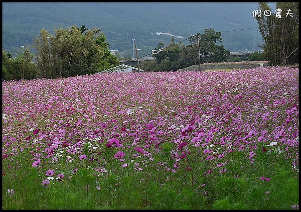 【苗栗旅遊】菊祥如芋‧銅鑼杭菊搶先看 @假日農夫愛趴趴照