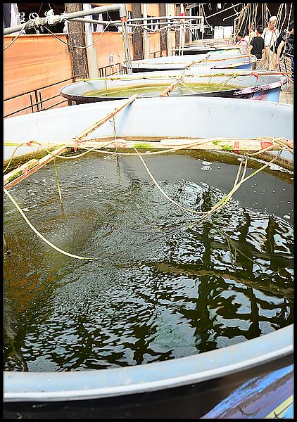 【雲林海線漫遊】好蝦冏男社‧水哥教育農場 @假日農夫愛趴趴照