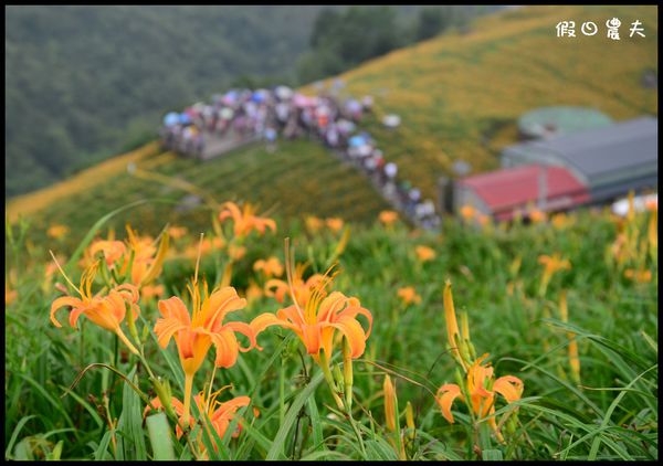 【花蓮景點】六十石山‧金針山高峰會 @假日農夫愛趴趴照