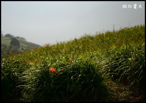 【花蓮景點】六十石山‧金針山高峰會 @假日農夫愛趴趴照