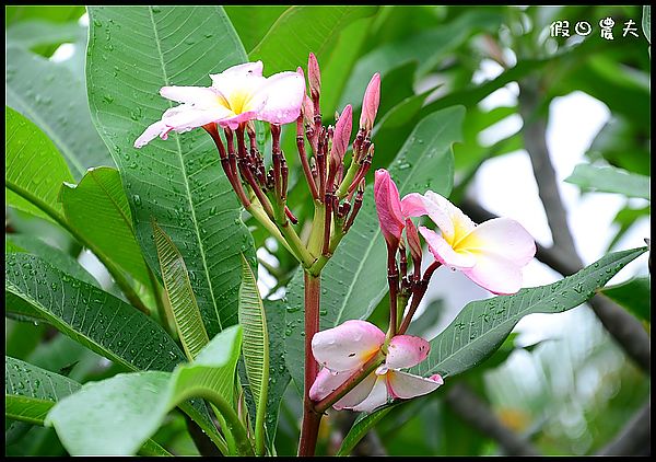 【種子盆栽】緬槴雞蛋花開花成長記錄 @假日農夫愛趴趴照