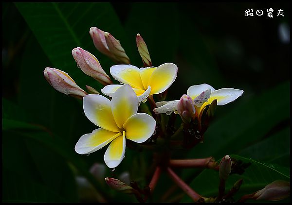 【種子盆栽】緬槴雞蛋花開花成長記錄 @假日農夫愛趴趴照