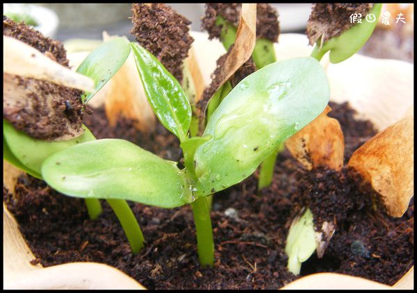 【種子盆栽】緬槴雞蛋花開花成長記錄 @假日農夫愛趴趴照