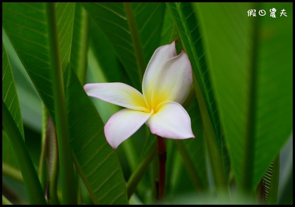 【種子盆栽】緬槴雞蛋花開花成長記錄 @假日農夫愛趴趴照